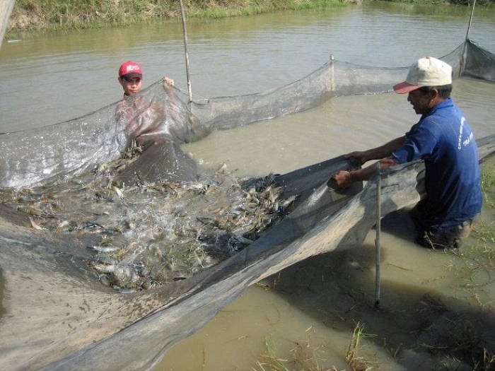 Việt Nam là quốc gia chuyên xuất khẩu tôm đến 5 thị trường lớn là Mỹ, Nhật Bản, châu Âu, Trung Quốc, Hàn Quốc... 