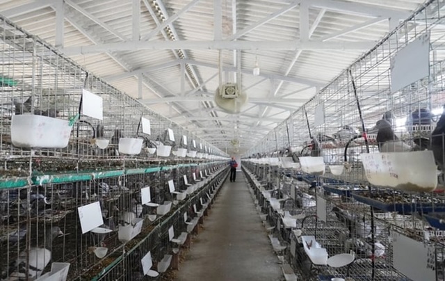 Với sự kiên trì và quyết tâm đổi mới, lợi nhuận hàng năm từ trang trại nuôi chim bồ câu của Shbet111 slot, casino, thể thao, xổ số anh đạt từ 25-30%, tương đương hơn 1 tỷ đồng