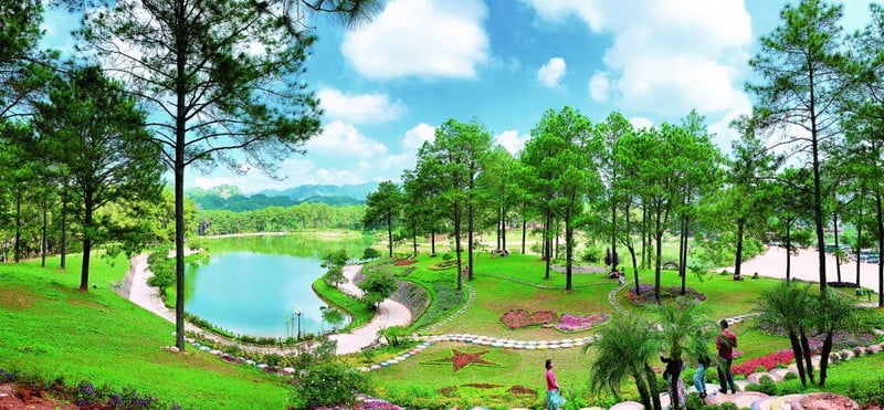 Khung cảnh tuyệt đẹp của rừng thông Bản Áng
