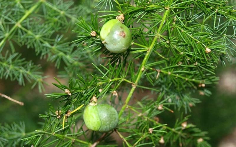 Cây Thủy Tùng    