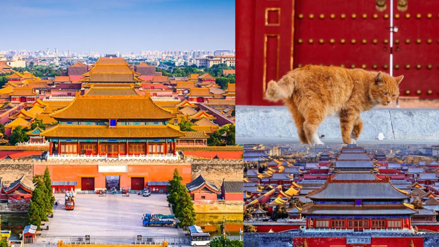 Tử Cấm Thành, điểm du lịch nổi tiếng ở Trung Quốc, nơi có rất nhiều mèo