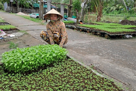 Chị Liên tập trung ươm trồng và kinh doanh đa dạng các loại giống rau và quả