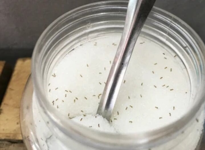 Để ngăn chặn kiến xâm nhập vào lọ đường, bạn cần thực hiện các biện pháp phòng ngừa từ bên ngoài.