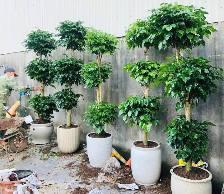 Cây hạnh phúc