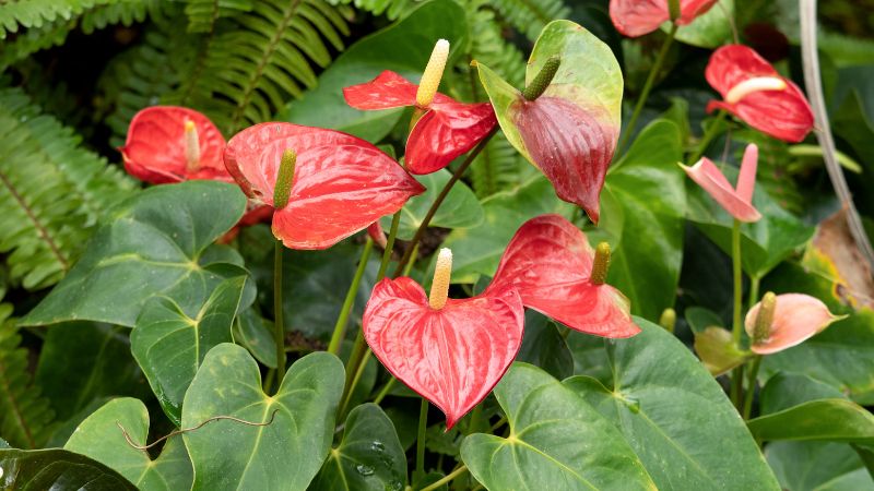 Cây trồng may mắn