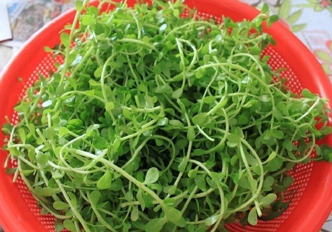 Trên thị trường, một số địa điểm cung cấp rau sam đắng với mức giá dao động từ 70.000 đến 90.000 đồng/kg