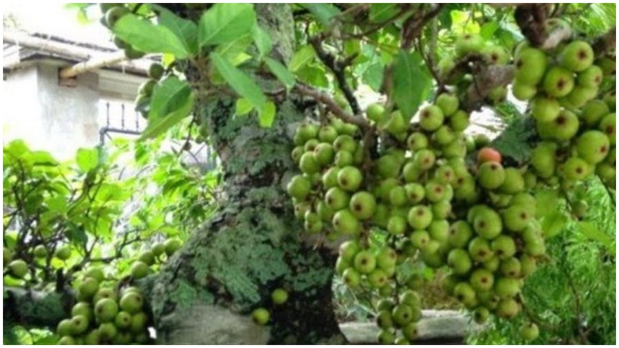 3 loại cây trồng sau nhà may mắn