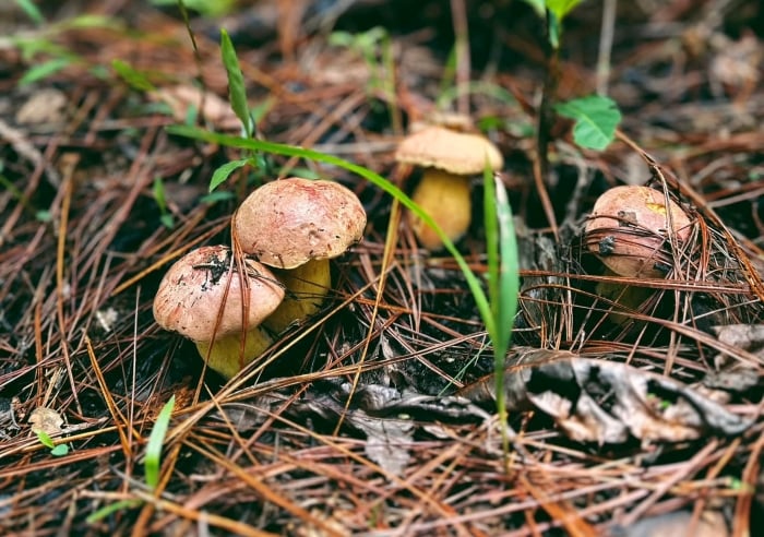 Nấm mọc lên sau mưa