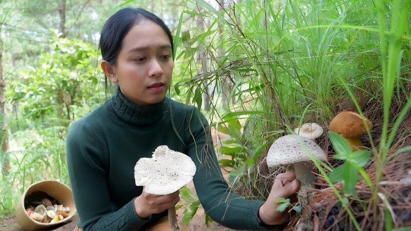 Có nhiều địa điểm cho bạn lựa chon đi hái nấm ở Đà Lạt. (Ảnh minh họa)