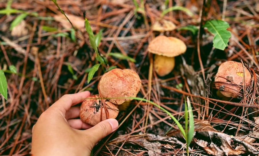Trải nghiệm cảm giác đi hái nấm vào mùa mưa ở Đà Lạt