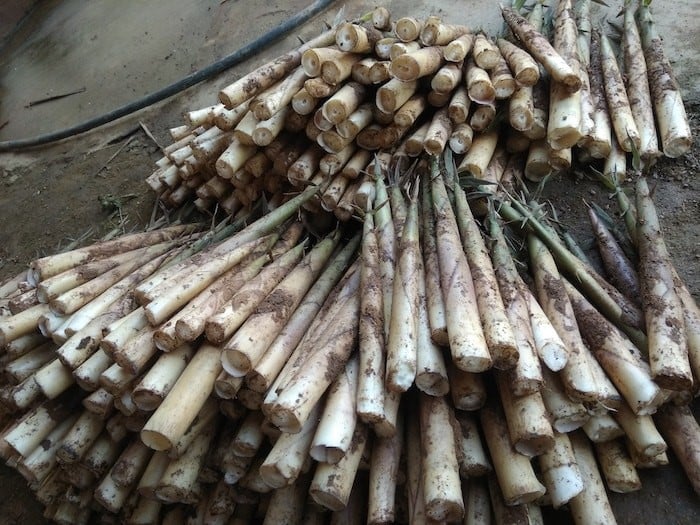 Cây sặt, một loại cây mọc hoang dại tại các vùng núi rừng Tây Bắc, thuộc họ tre, trúc nhưng có thân thẳng và nhỏ gọn hơn