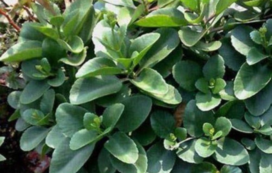 Cây thuốc bỏng