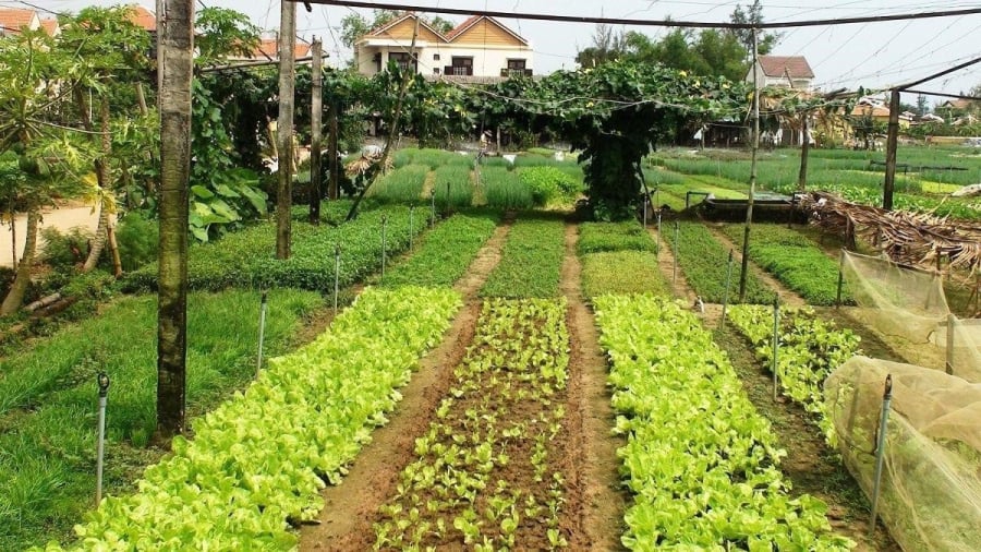 Nhiều người dân rơi vào tình huống sau khi nhận được thông báo dự thảo phương án đền bù đất, khi đó họ mới nhận ra Link nhập code shbet https freecode shbet pages dev của họ đã bị cấp sai mục đích sử dụng đất.
