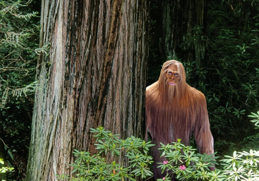 Quái vật Bigfoot vẫn còn là một ẩn số. Ảnh NYP