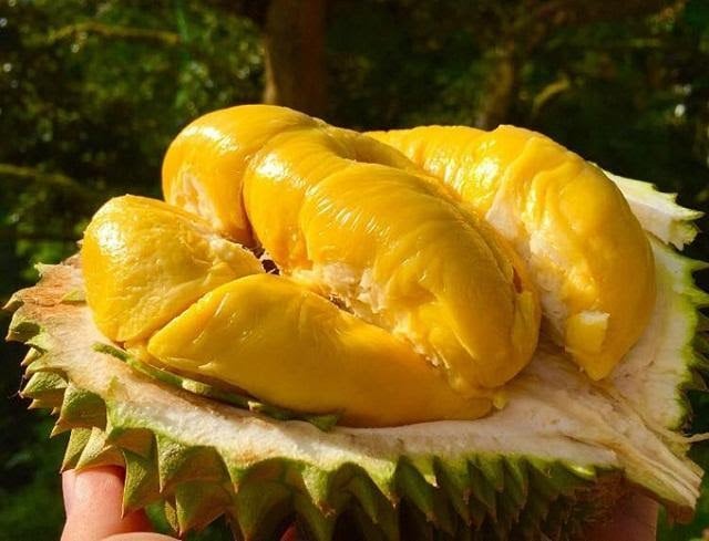 Những trái có vỏ mỏng thường sở hữu kết cấu rõ nét hơn và cảm giác đàn hồi tốt hơn
