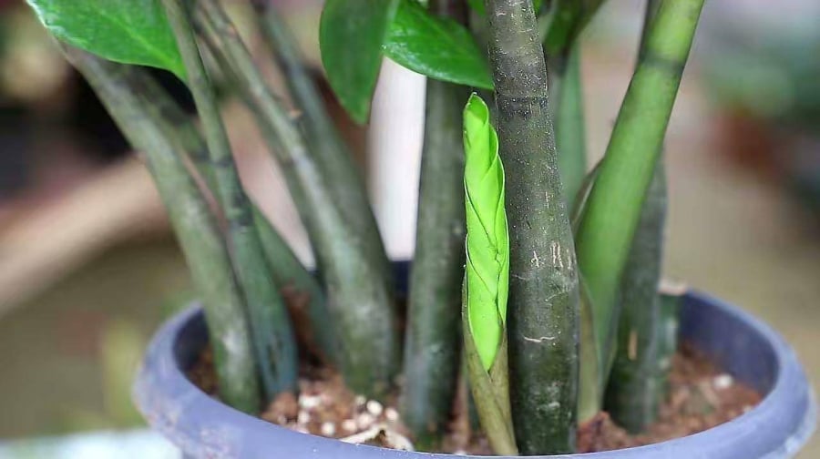 Nếu chăm sóc đúng cách, cây kim tiền sẽ phát triển rất nhanh. Ảnh Sohu