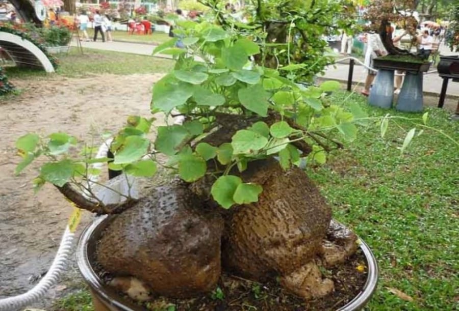 Cây bình vôi trồng lâu năm