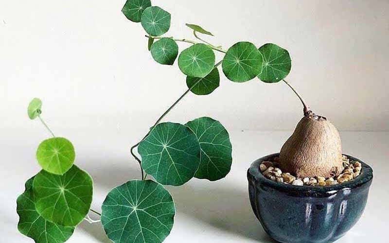 Cây bình vôi mới trồng 