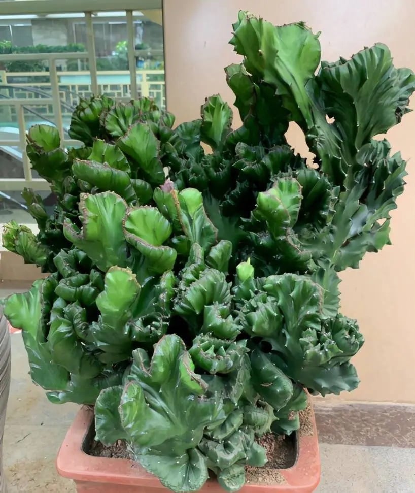 Xương rồng vạn lý trường thành