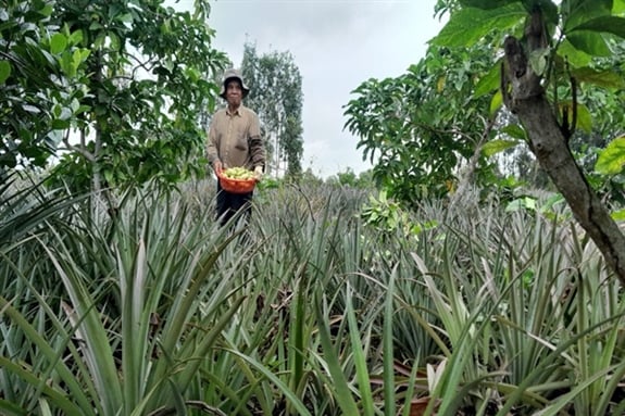 Ông Trương Văn Bảy bắt đầu trồng cây nhàu từ năm 2021 và đến nay, mô hình này đã mang lại cho ông nguồn thu nhập ổn định
