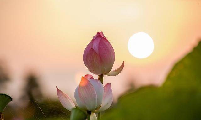 Trong trăm cái thiện thì chữ hiếu đúng đầu, phận làm con cái, nếu không làm tốt việc này thì sao có thể làm tốt việc khác được. (ảnh minh họa)