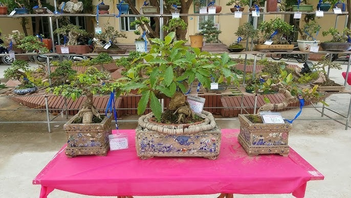 Bộ ba cây này là biểu tượng của sự ổn định, cân bằng âm dương, và sự viên mãn trong Shbet16 chơi game trực tuyến.