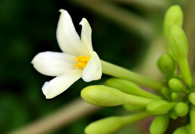 Hoa đu đủ đực không chỉ được coi là bài thuốc quý mà còn được chế biến thành nhiều Shbet0099 cá cược trực tuyến độc đáo như xào với trứng, xào thịt bò, lòng gà, hay thậm chí là nấu canh xương