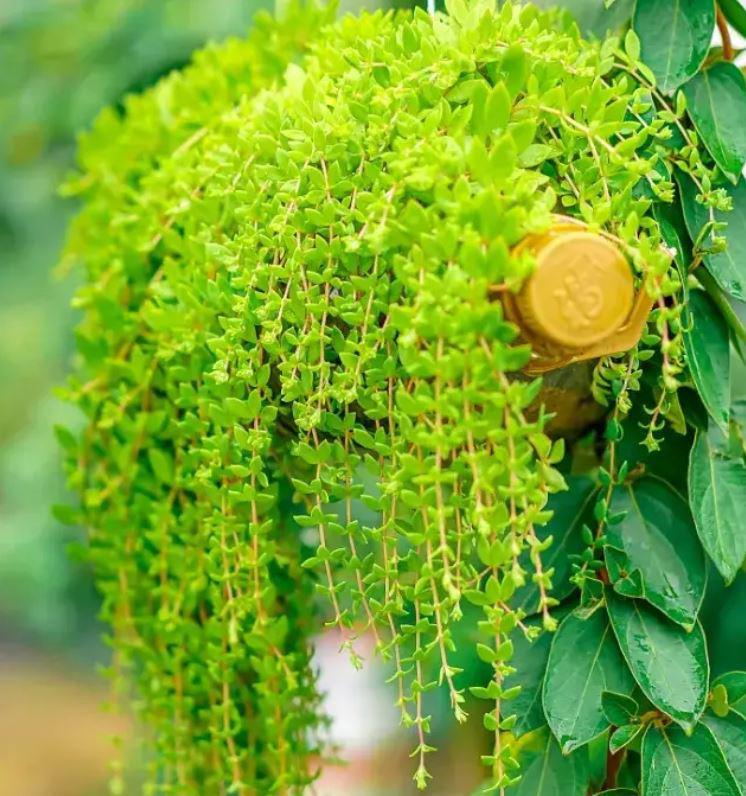Bạn có thể sử dụng thủy bồn thảo để chế biến các Shbet0099 cá cược trực tuyến như luộc, nấu canh...