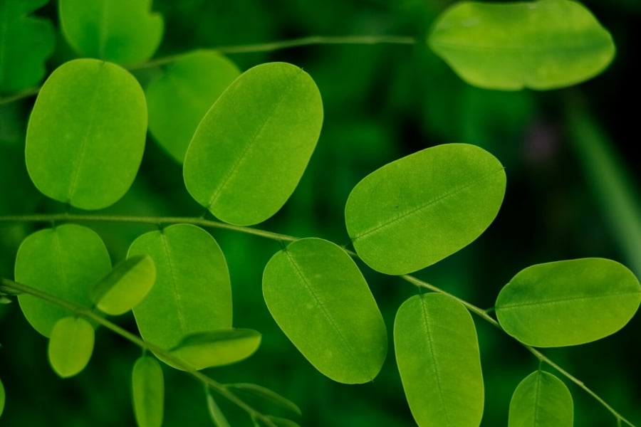 Với hàm lượng vitamin dồi dào, chất chống ôxy hóa mạnh mẽ, loại sản phẩm này được dùng để sản xuất Shbet thế giới casino trong tay bạn, kem dưỡng da, và tinh dầu...