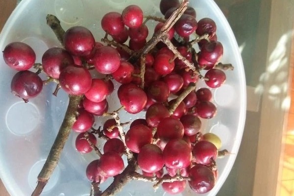 Quả mác khuối chín có vị ngọt, ngoài việc ăn sống, người ta còn chế biến thành siro để giải khát, hoặc ngâm rượu