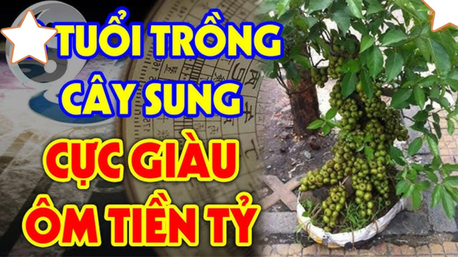 Cứ trồng cây sung trước cửa nhà là con cháu phú quý 3 đời,