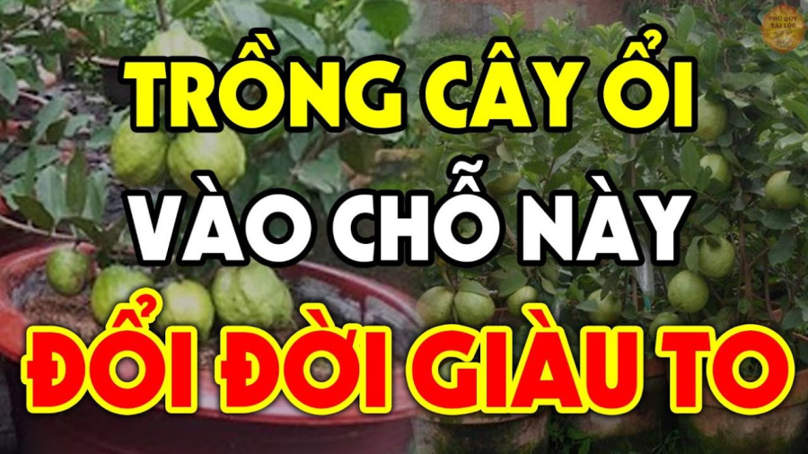 Trồng ổi trước cửa là tốt hay xấu cho vận khí của Shbet111 slot, casino, thể thao, xổ số?