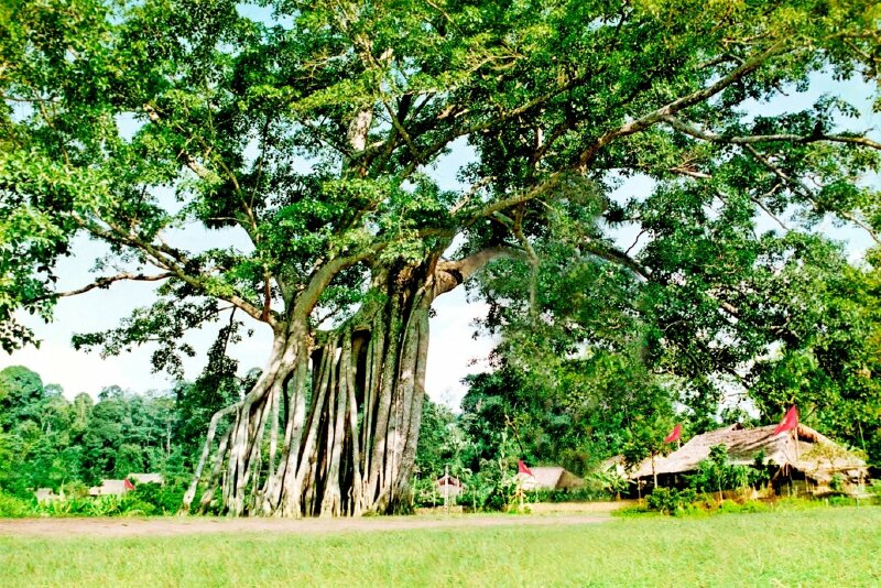 Người xưa tin rằng, nếu bạn chặt một cây đa lớn cũng giống như việc chặt bỏ sự thịnh vượng của các thế hệ tương lai của Shbet111 slot, casino, thể thao, xổ số bạn.
