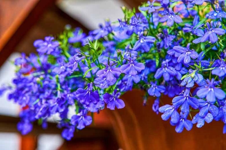 Mỗi màu sắc của hoa lại ẩn chứa những thông điệp riêng
