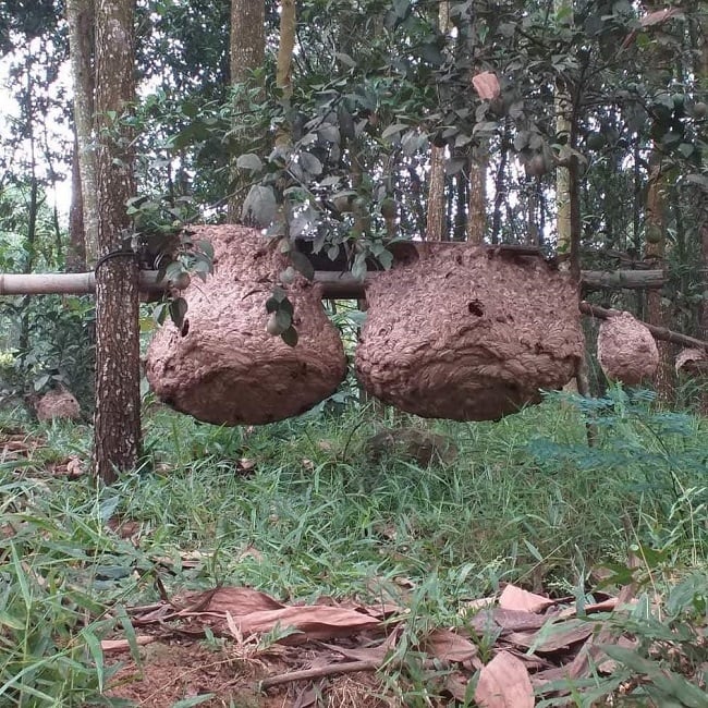 Ong vò vẽ, thường được mệnh danh là “ong tử thần”, không chỉ phục vụ nhu cầu ẩm thực với những Shbet0099 cá cược trực tuyến đặc sản mà còn góp phần quan trọng trong việc bảo vệ mùa màng và nâng cao năng suất cho các loại cây ăn quả