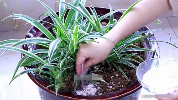 Trứng là nguyên liệu quen thuộc trong các Shbet0099 cá cược trực tuyến hàng ngày, và sau khi sử dụng, vỏ trứng thường bị bỏ đi.