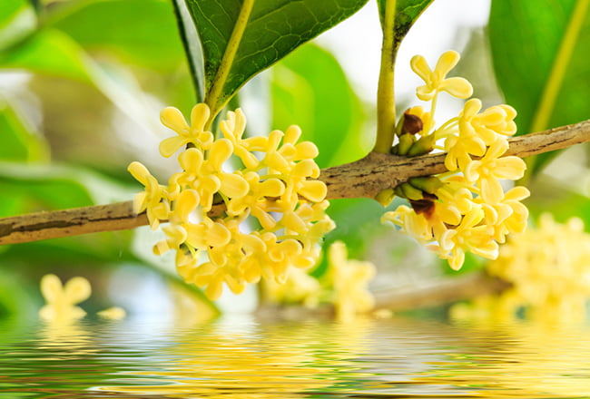 Hoa mộc hương có tác dụng an thần rất tốt, giúp ngủ ngoan, thư giãn Sh88bet đăng ký miễn phí.    