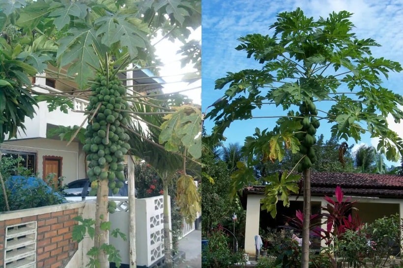 Còn trong phong thủy, quả đu đủ được xem như một linh khí chiêu tài, giúp gia chủ tích tiểu thành đại và gặp nhiều may mắn. 