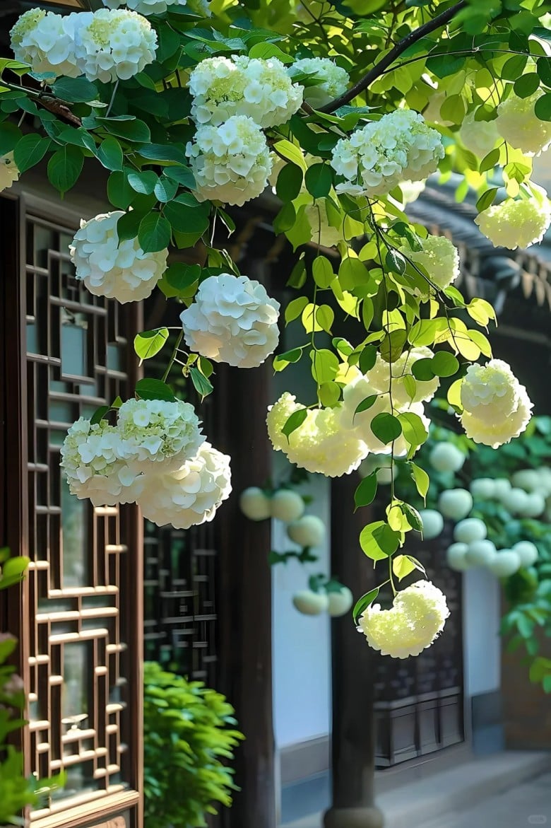 Cẩm tú cầu thân gỗ Trung Quốc chính là biểu tượng của sự giàu sang, sung túc, thịnh vượng và may mắn. 