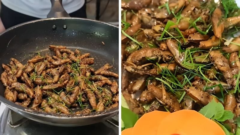 Muỗm lúa được rất nhiều người yêu thích và ví von như món “tóp mỡ xanh” vì độ thơm ngon, giòn và béo ngậy, vượt xa châu chấu