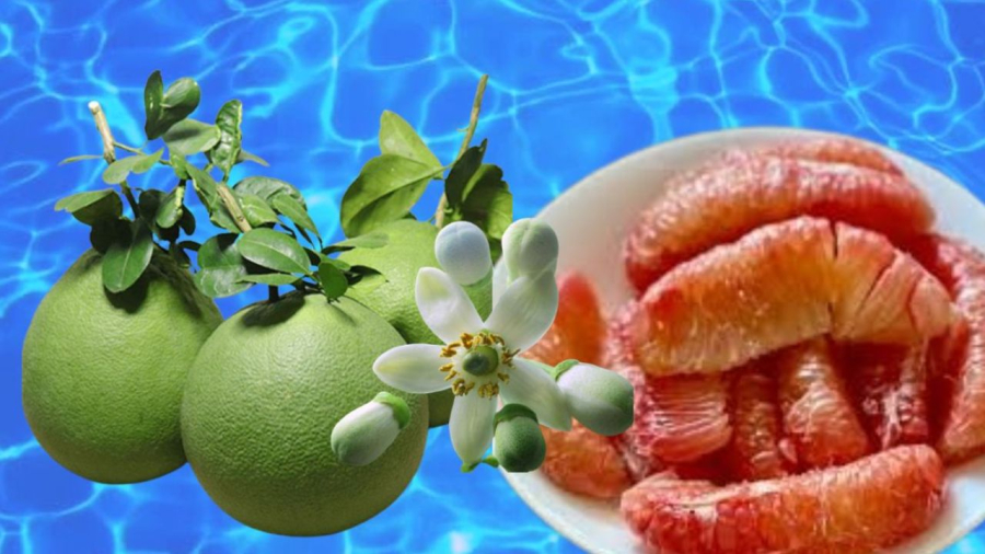 Cây bưởi mang ý nghĩa phong thủy tốt lành