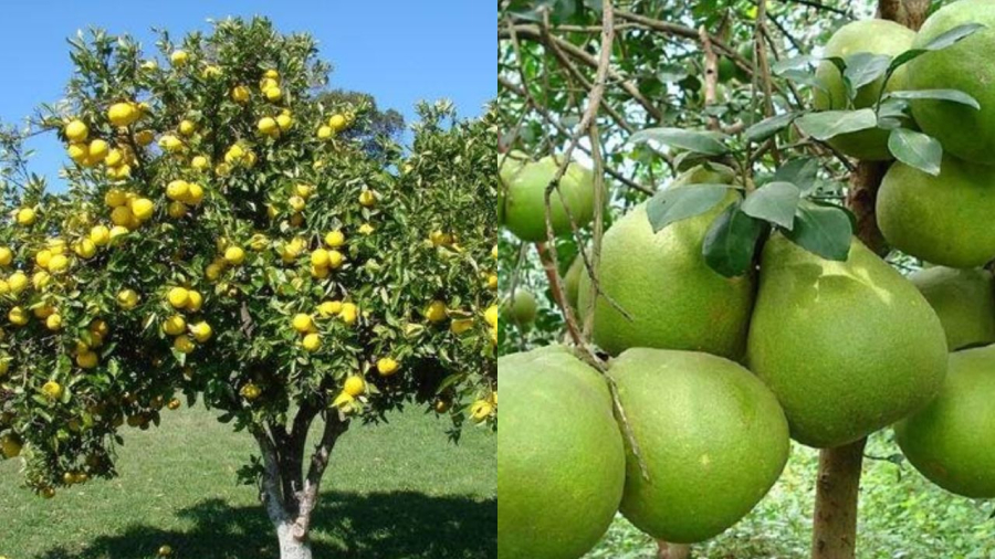 Cây bưởi có nhiều công dụng trong đời sống