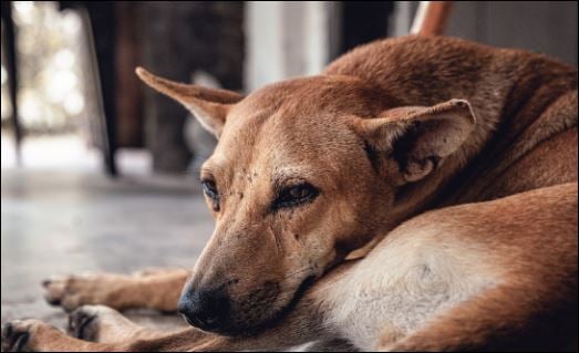 Lúc này Sh88bet đăng ký miễn phí khó vận động nên chúng cũng tăng cân, chúng sẽ bị bệnh, suy giảm thị giác. (ảnh minh họa)