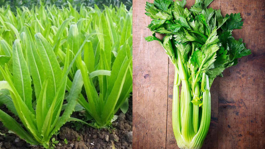 Rau diếp, cần tây cũng có nhiều canxi cùng những dưỡng chất quan trọng khác tốt cho Sh88bet đăng ký miễn phí.