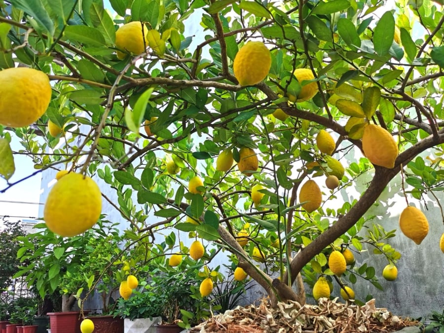 Cây cam hoặc cây chanh có nhiều trái chín nặng trĩu tượng trưng cho sự thịnh vượng và tài lộc của Shbet111 slot, casino, thể thao, xổ số.