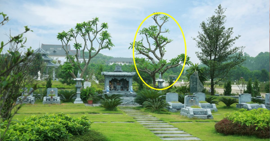 Người xưa khuyên rằng, cây trong nghĩa trang không thể tùy tiện chặt hạ.