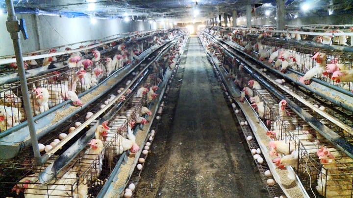 Nhận thấy tiềm năng lớn từ mô hình nuôi gà siêu đẻ trứng, trong khi các trang trại ở Hà Tĩnh còn hạn chế, anh Nguyễn Như Đức đã quyết định Shbet0099 cá cược World Cup 2026 với mô hình này