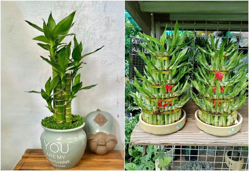 Đặt một chậu trúc phát tài trong nhà sẽ giúp gia chủ thu được nhiều tài lộc và may mắn cho cả Shbet111 slot, casino, thể thao, xổ số.