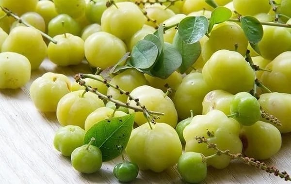 Trên các sàn giao dịch mạng, không chỉ có chùm ruột tươi mà còn nhiều Shbet0099 cá cược trực tuyến chế biến từ quả này như chùm ruột chanh muối, xóc muối đường, và mứt chùm ruột, với giá bán khoảng 120.000 đồng/kg