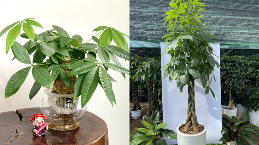 Cây kim ngân là loại cây phong thuỷ có cầu may mắn, tài lộc hợp với cả 5 mệnh.